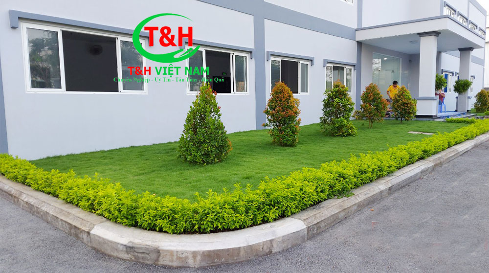 Dịch vụ chăm sóc cảnh quan cây xanh - Công Ty Cổ Phần Dịch Vụ T&H Việt Nam